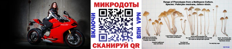 Псилоцибиновые грибы Psilocybine cubensis  Северо-Курильск 